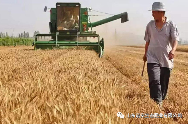 諾安小麥專用肥花開晉魯冀大地